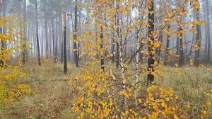 Осень в душе