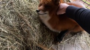 Лиса-Алиса. Лис Игнис проснулся, но не до конца