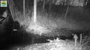 Ночная охота норки в заповеднике "Кивач". Октябрь 2025 г.