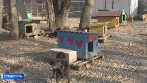 На Ставрополье добрые люди пришли в собачий приют