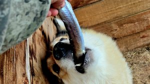 Рыба для всех