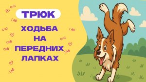 УЧИМ СОБАКУ ХОДИТЬ НА ПЕРЕДНИХ ЛАПАХ