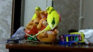 Развлечения моей пары волнистых попугаев. Погрызушки и игрульки у попугаев