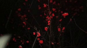 Снежная природа в ночи . Релакс . Музыка для сна .