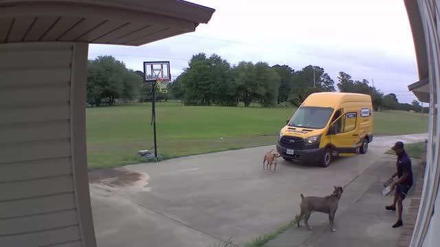 NEW! BRAIN TIME. КУРЬЕРЫ ПРОТИВ ЖИВОТНЫХ. КОГДА ВСЁ ПОШЛО НЕ ПО ПЛАНУ!