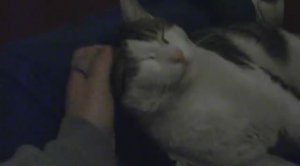 Котяра ТОРЧУН - погиб от рук врагов 2012