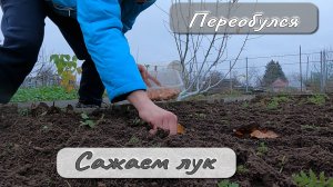Переобулся Сажаем лук