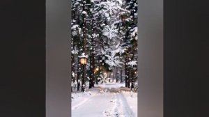 ЮРИЙ ШАТУНОВ.БЕЛЫЕ РОЗЫ. ВИДЕОМОНТАЖ ЕЛЕНА МЕЛЬНИКОВА.