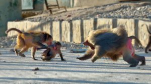 Самки Деда кидаются даже на детей Педро! Педро защищает их, как может, но... семья Педро в изгоях!