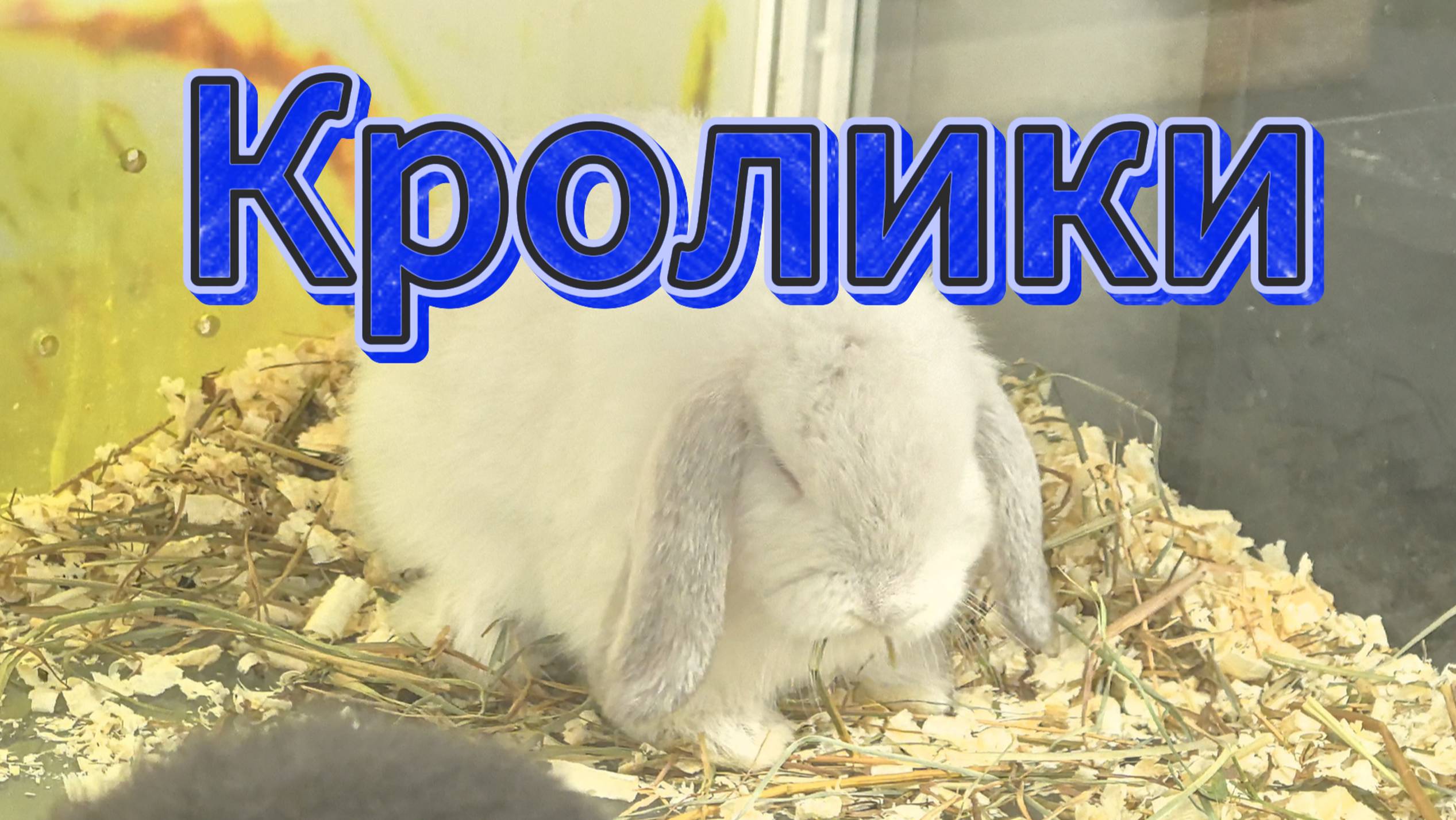 Пушистый саундтрек: встреча с кроликами