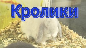 Пушистый саундтрек: встреча с кроликами