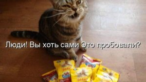 - ЭТО ТЫ УКРАЛ КОРМ_С ОЗВУЧКОЙ.Приколы с котами -Самые смешные животные.