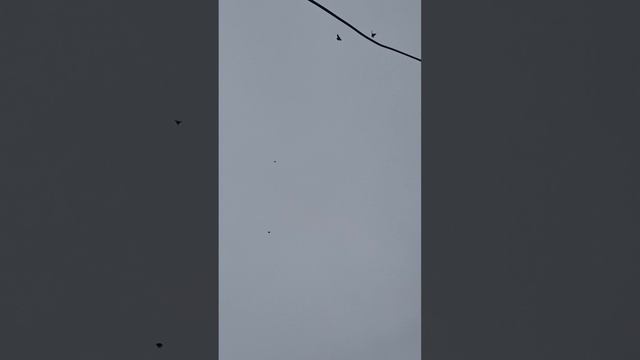 11.11.2025Г.Тренеруются.