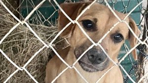 Каждый Ваш рубль - это тепло, кров, еда!