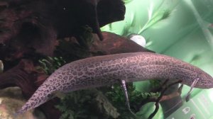 УДИВИТЕЛЬНО-КРАСИВЫЙ МИР ОЕКАНАРИУМА.Видео Татьяны Крестьянсковой