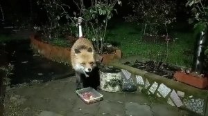 (1165) Лиса приходит в гости. Ноябрь 2025