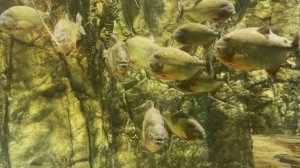 Спокойные пираньи