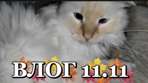 ВЛОГ 🥰11.11🫶