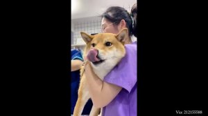 Animals Who Totally Shock Vets During Checkups 🤣 Funniest ANIMAL Videos