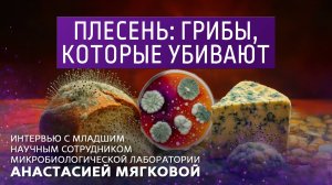 Плесень: грибы, которые убивают.