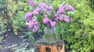 ветка сирени