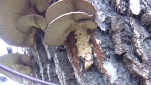 Городские грибы(10.11.25)