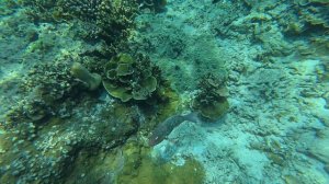 Пхукет Симиланы