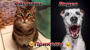 Смешные видео приколы|Юмор и Приколы.