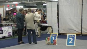 Витязь Николь