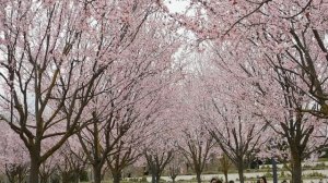 ВИДЕО ПВН  АВ   (70) КРАСНОДАР. ПАРК ГАЛИЦКОГО. ВЕСНА.