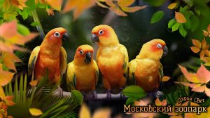 Попугаи. Красный ара. Жако. Гала. Московский зоопарк. Осень 2025