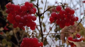 Уже почти середина ноября, снега нет, мы ещё строим.  Сибирь, Саяногорск, Хакасия.