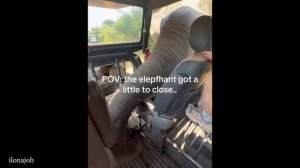 Baby Elephants Being Too Cutest to Handle 🐘 Funniest Animal Video