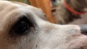 Ириска 3 г. и Эми 7 лет, home- team