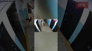 СОБАКИ МАРКА ВИД