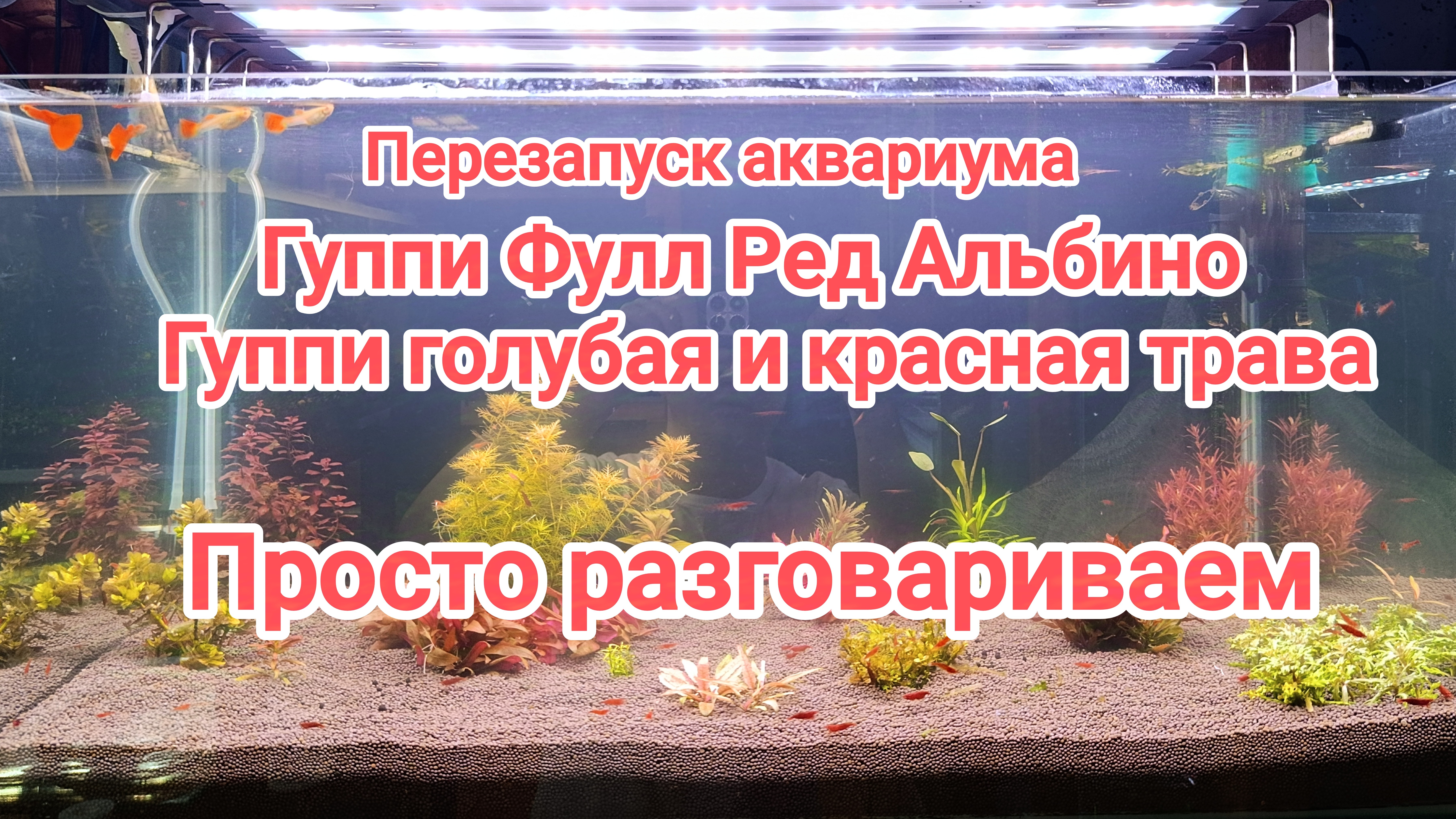 Новые гуппи чистая линия перевожу на свою воду. Перезапуск аквариума для растений или травник. смотреть онлайн