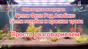Новые гуппи чистая линия перевожу на свою воду. Перезапуск аквариума для растений или травник.