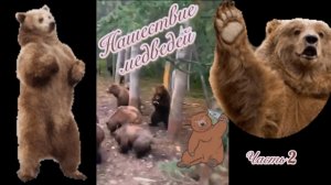 🐻Нашествие🐻 медведей 🐻