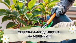 Обрезка (черенкование) филодендрона и что из этого вышло!!!