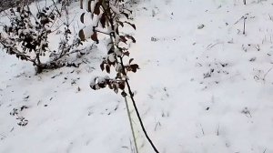 Черенки для прививки  осень-зима 2025 год