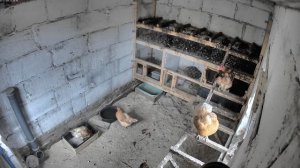 Камера в курятнике: 2025-11-11 11:00:00-12:00:00