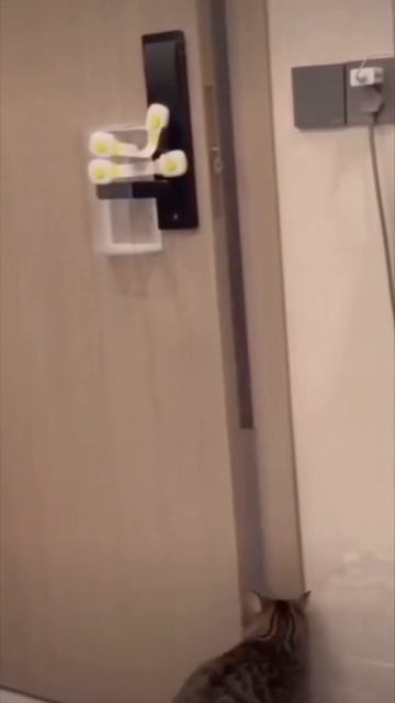 Агенты 007, операция шерстяной бандит 😎😁😁