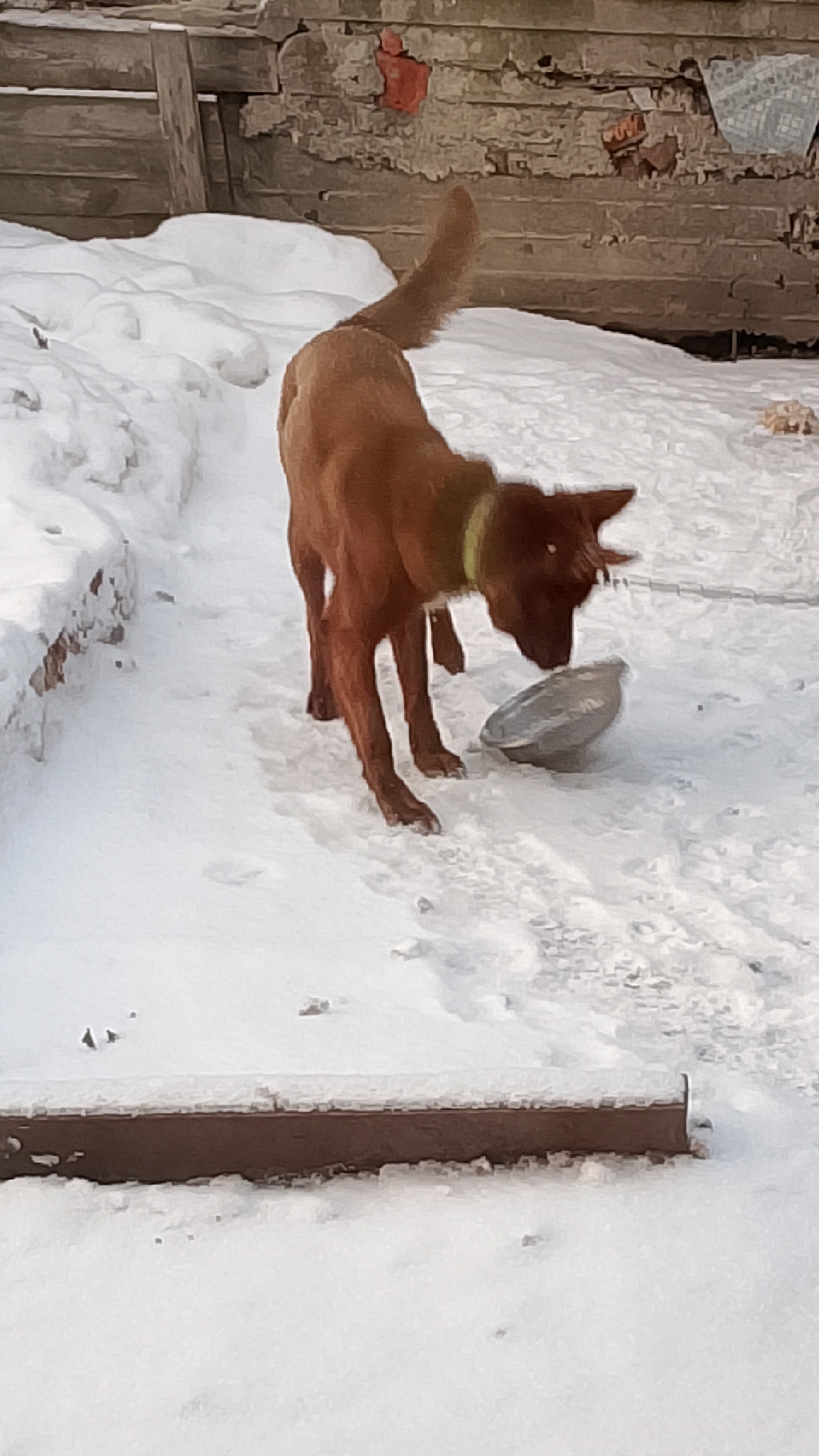Мишка ждёт! Завтрак подавай! Не лето! Спишь, что-ли? 😃🐕