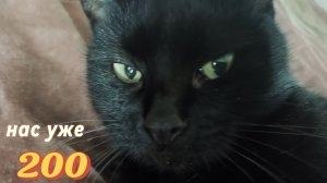 200 подписчиков