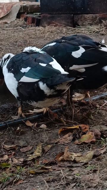 приколы с животными