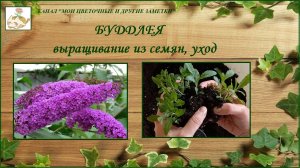 Буддлея, размножение, выращивание из семян, уход