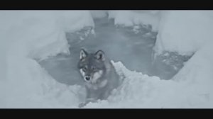 Вендетта-Дмитрий Бондарь.