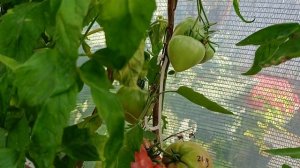 Мои урожайные томаты .Часть 1