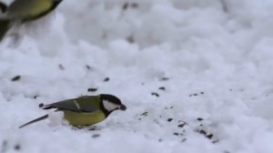 12ноября-Синичкин день