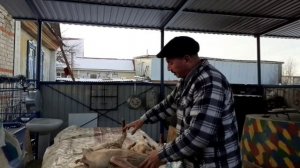 Вяленный гусь